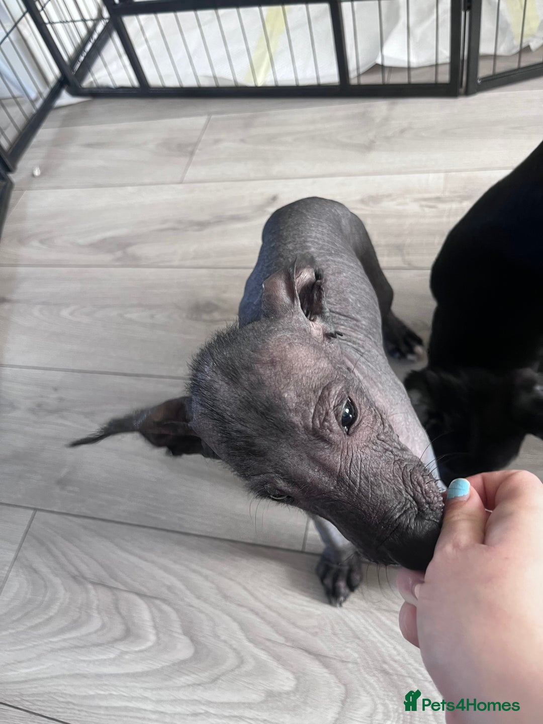 Mexican Hairless dogs for sale: Female coated Mexican hairless dog - Image 6