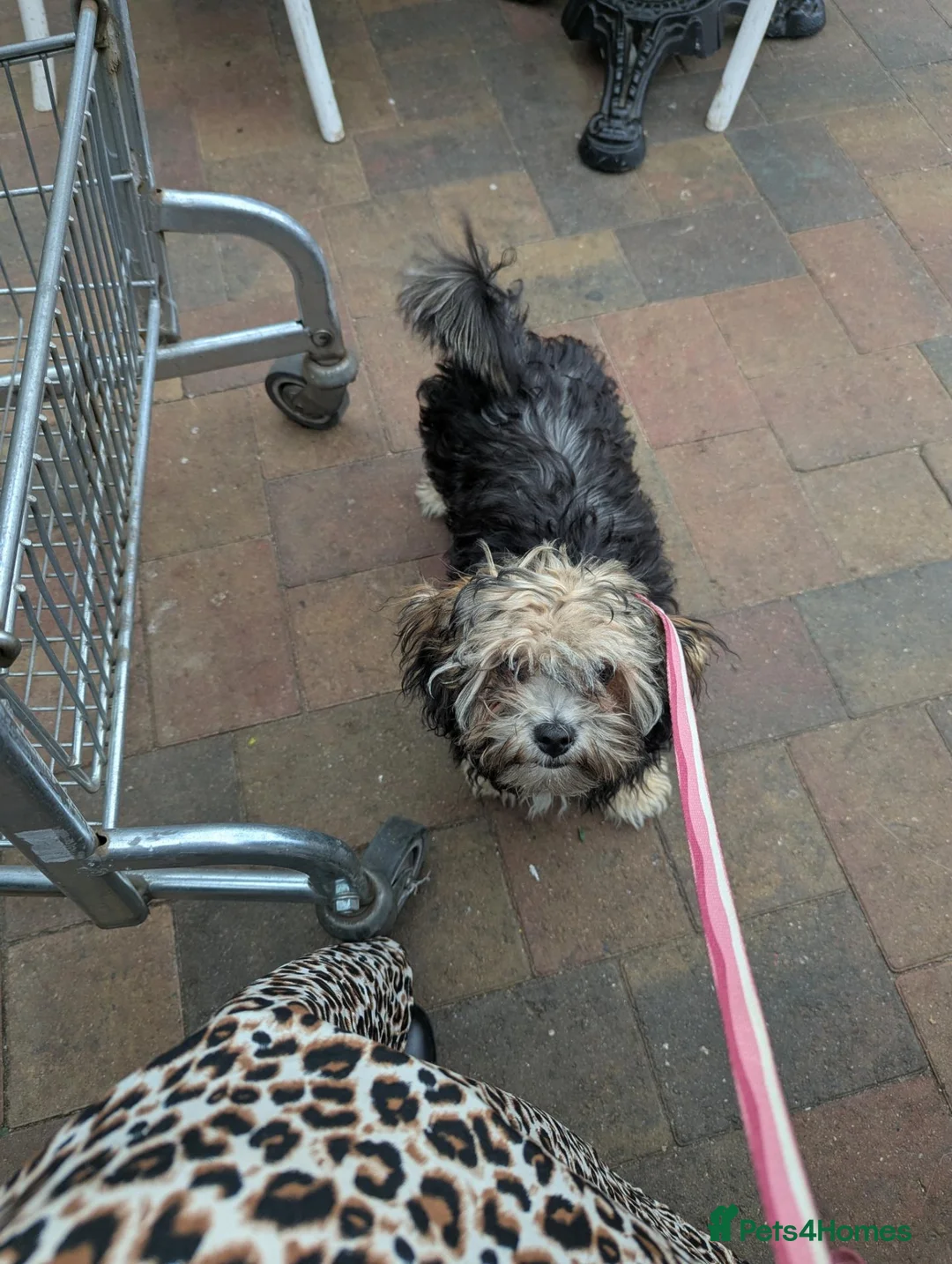 Zuchon dogs for sale: Adorable puppy in Farnham - Advert 2