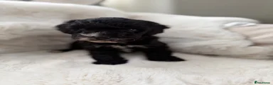 Cockapoo 2