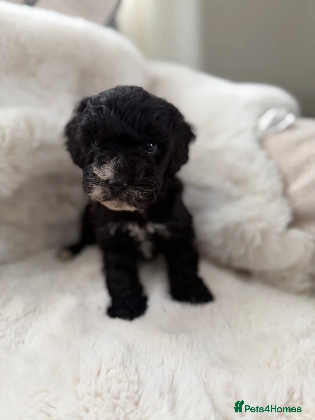 Cockapoo dogs for sale: Cockapoo F2 Puppies - Advert 24