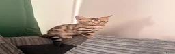 Bengal cats for sale: Two Bengal kittens READY  - Advert 3