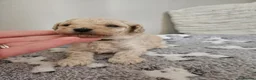 Toy Poodle dogs for sale: Toy poodle puppies 🩷💙  - Advert 19