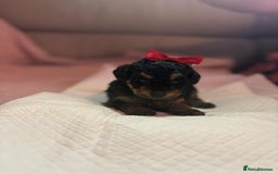 Toy Poodle dogs for sale: Beautiful toy poodle girls - Image 1