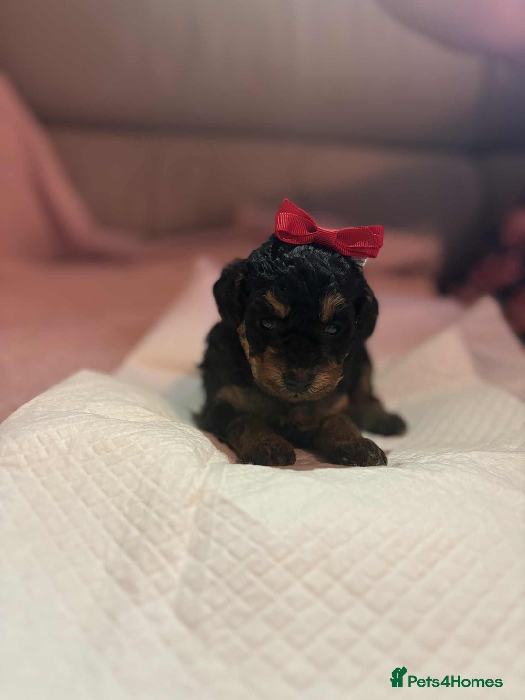 Toy Poodle dogs for sale: Beautiful toy poodle girls - Image 1
