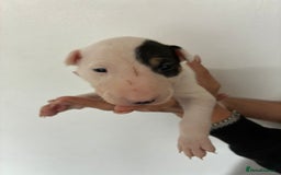 English Bull Terrier dogs for sale: English Bull Terrier puppies🐾KC Registered  - Image 23