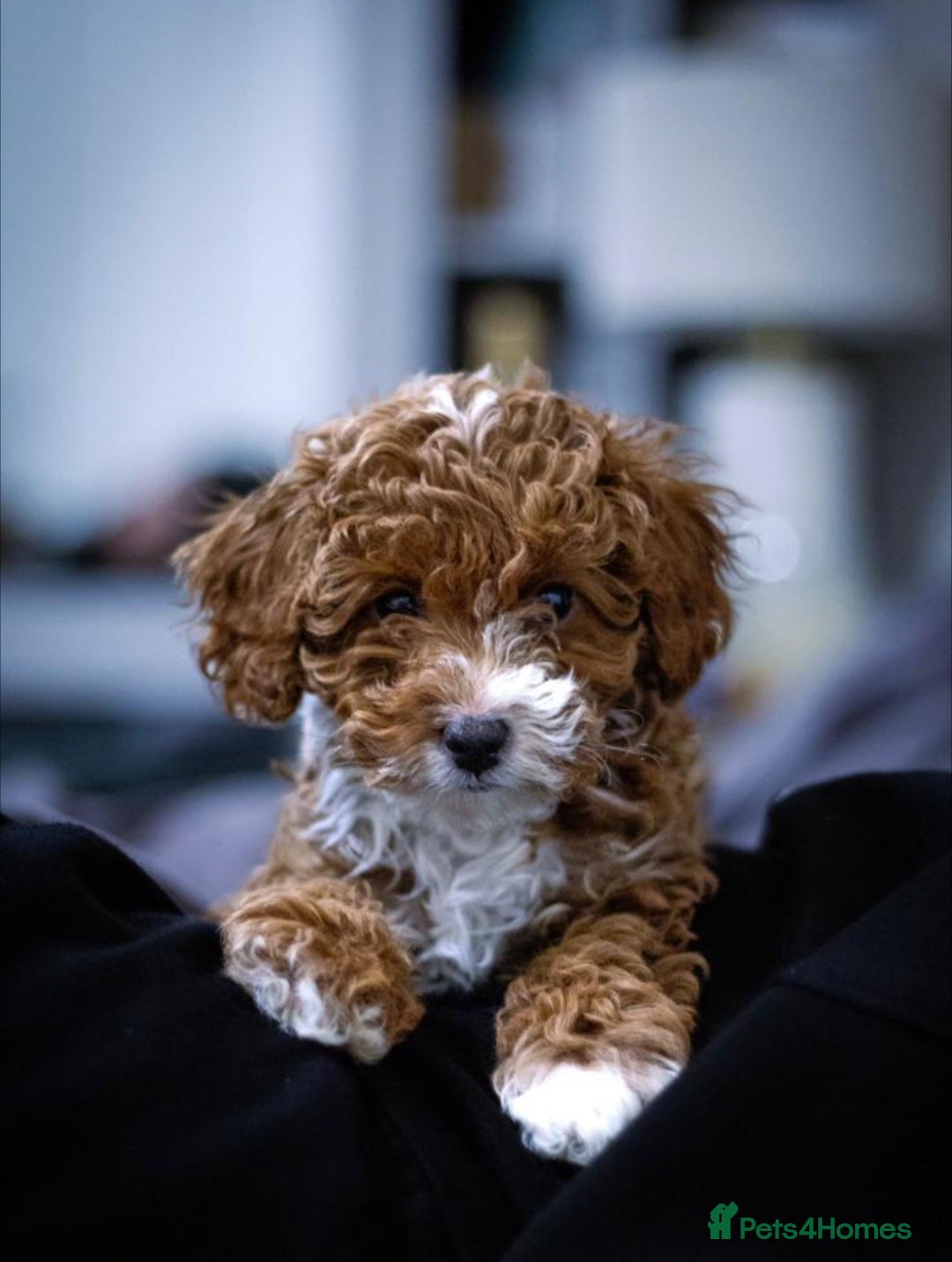 Cavapoo dogs F1 Toy red cavapoos  - Advert 9