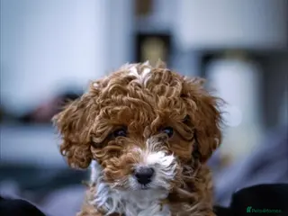 Cavapoo dogs F1 Toy red cavapoos - Advert 9