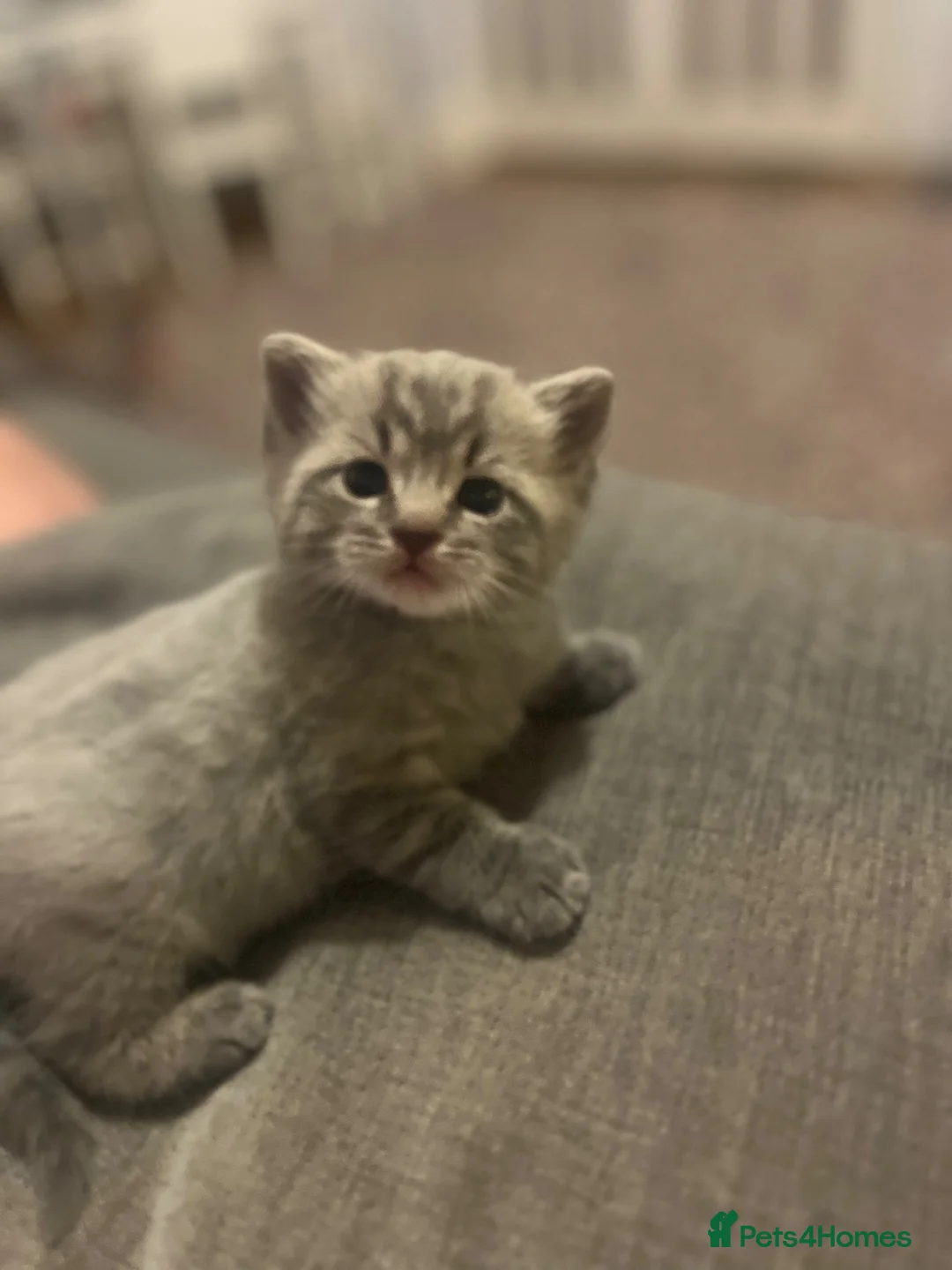 Ragdoll cats for sale: Beautiful Ragdoll cross kittens  - Advert 23