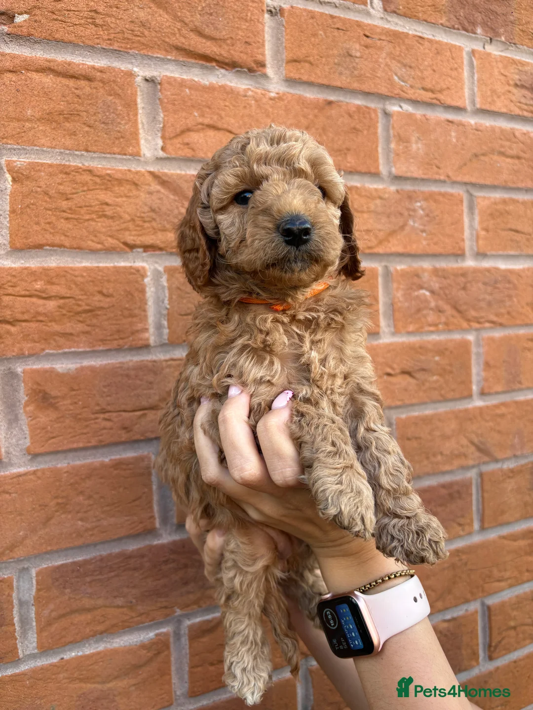 Cockapoo dogs for sale: 7 beautiful Cockapoo - Advert 2