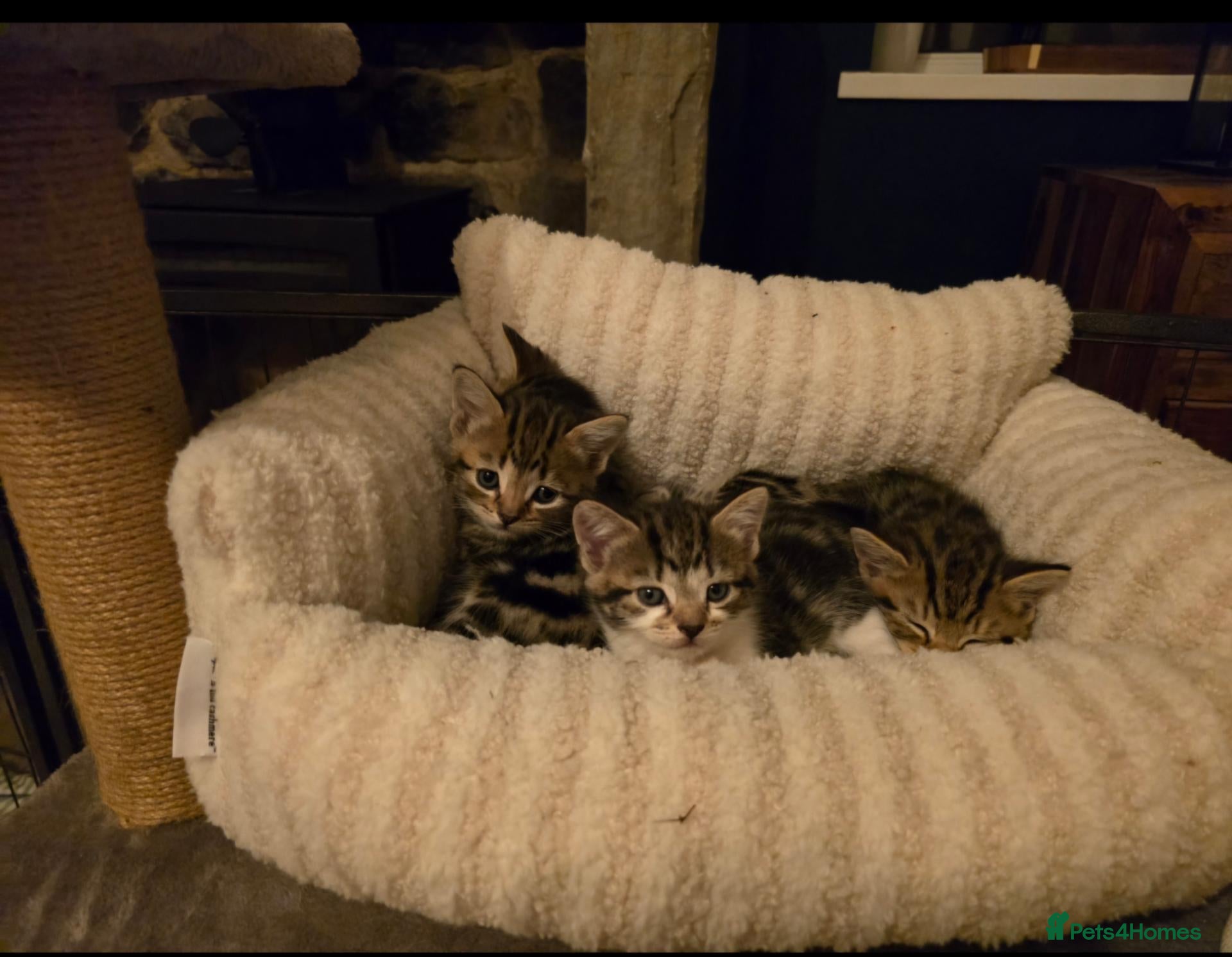 Mixed Breed cats Three beautiful kittens for sale  - Advert 13