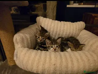 Mixed Breed cats Three beautiful kittens for sale - Advert 13