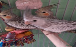 Cockatiels birds for sale: Hand reared baby cocktails very tame  - Image 4