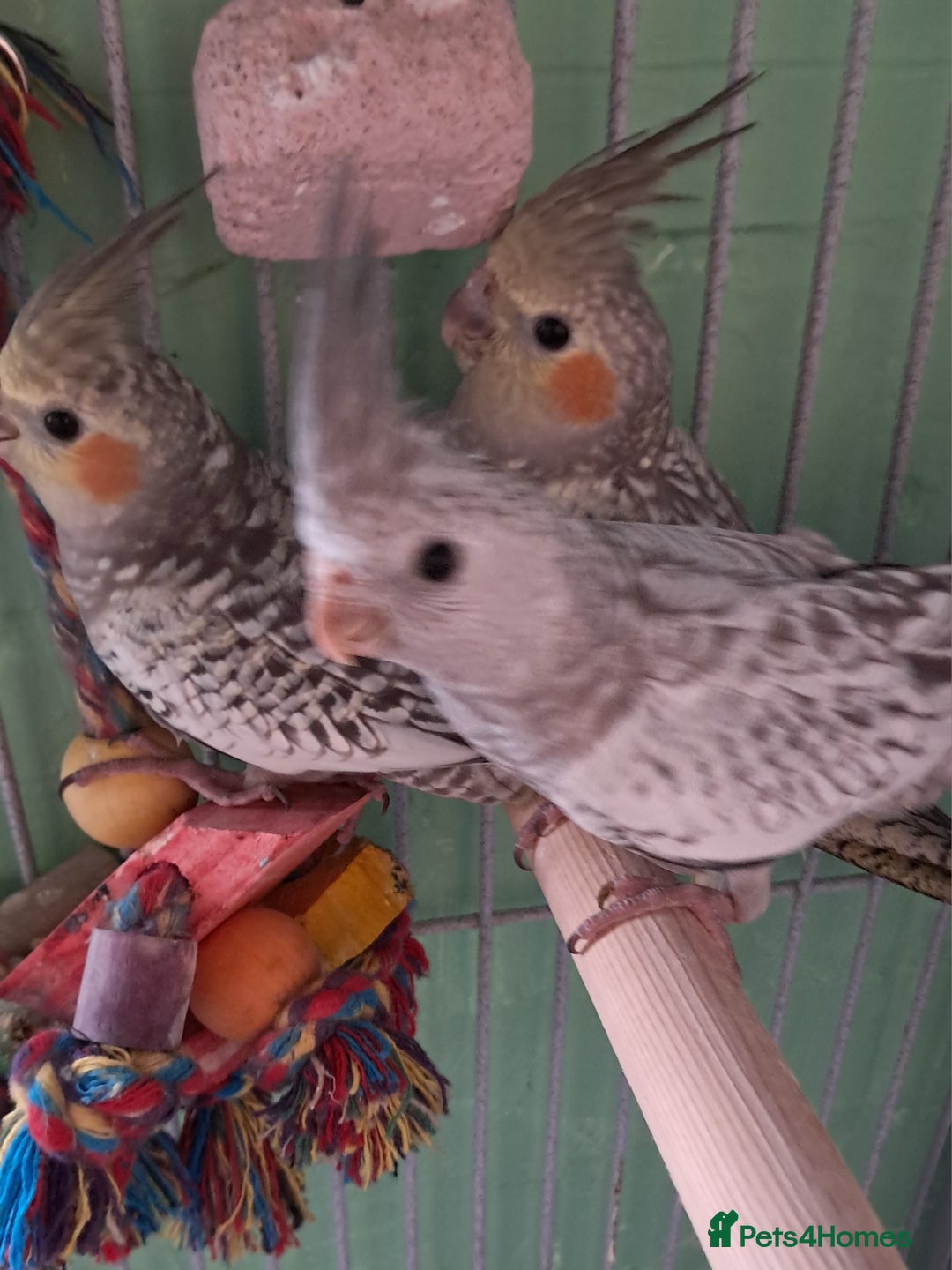 Cockatiels birds for sale: Hand reared baby cocktails very tame  - Image 4