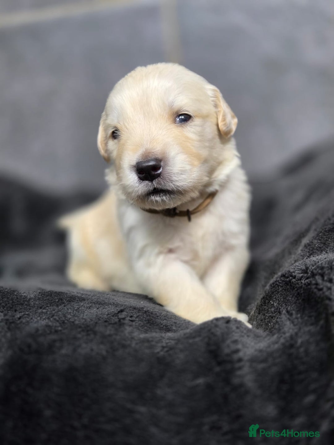 Golden Retriever dogs for sale: Gorgeous kc reg golden retrievers  - Advert 11