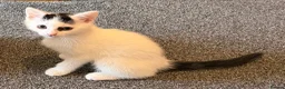 Mixed Breed cats for sale: 8 week old kittens ready to go.  in Gorebridge - Advert 8
