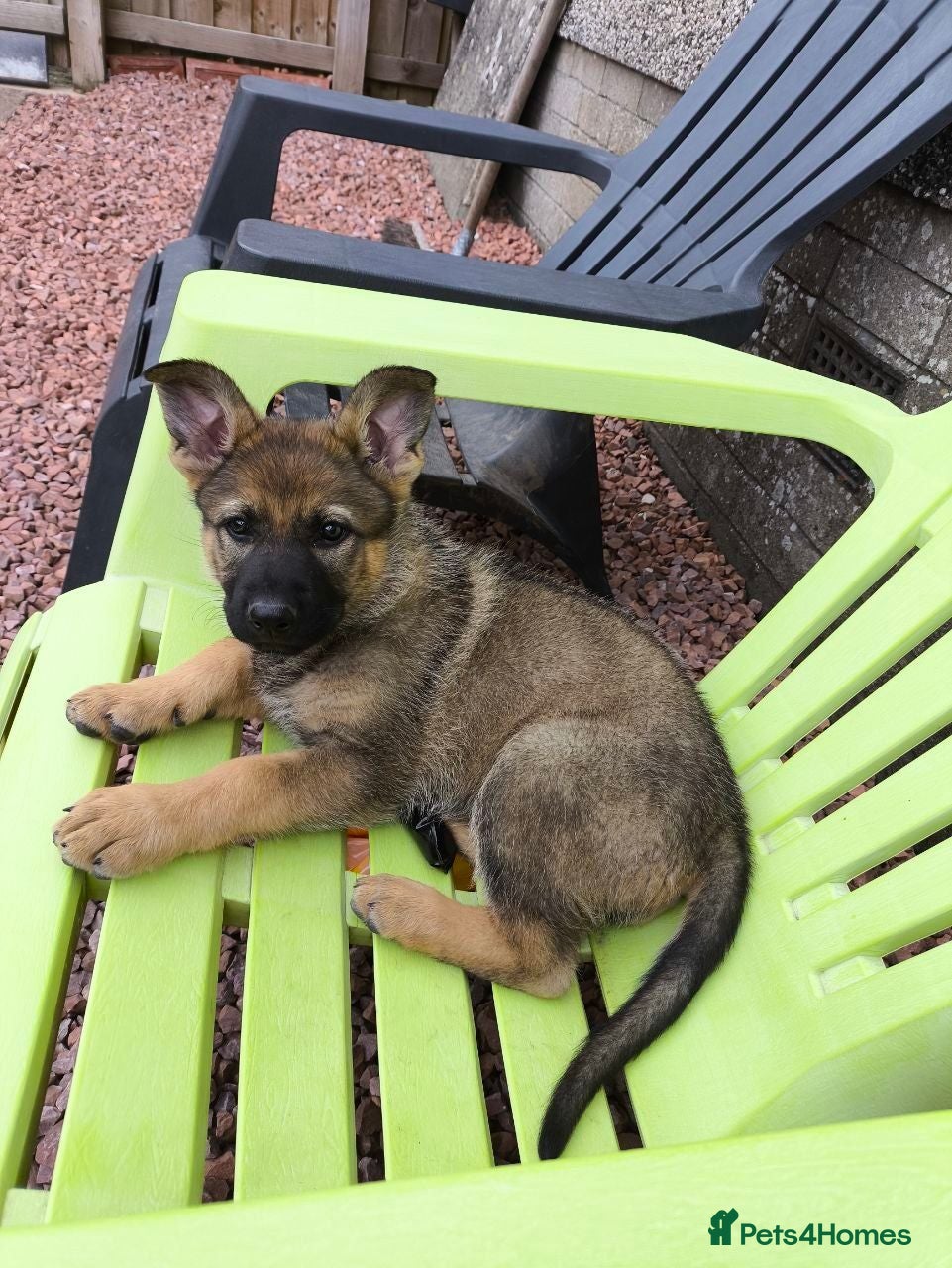 German Shepherd dogs German shepherd female puppy - Advert 13