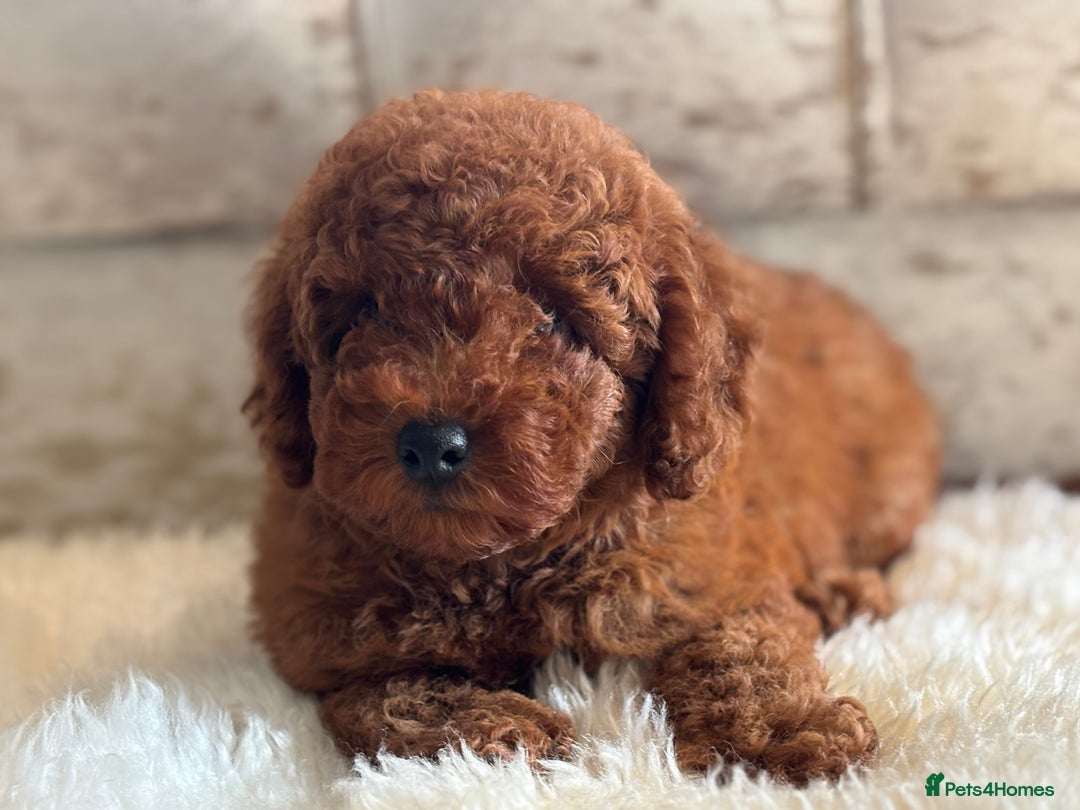 Toy Poodle dogs for sale: Kc reg extremely Heath tested  - Image 2