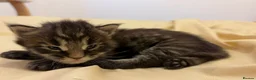 Maine Coon cats for sale: Now 2 TICA Registered Mainecoon kittens  - Advert 36
