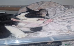 Mixed Breed cats for sale: 3 black and white boy kittens for sale  - Image 6