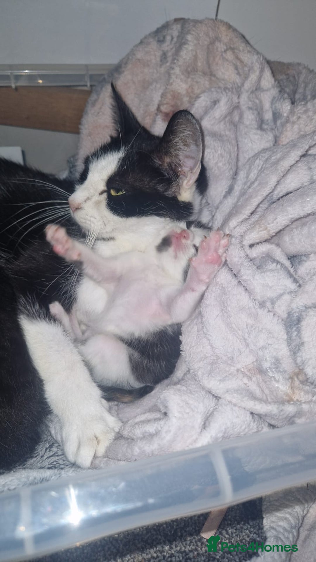 Mixed Breed cats for sale: 3 black and white boy kittens for sale  - Image 6