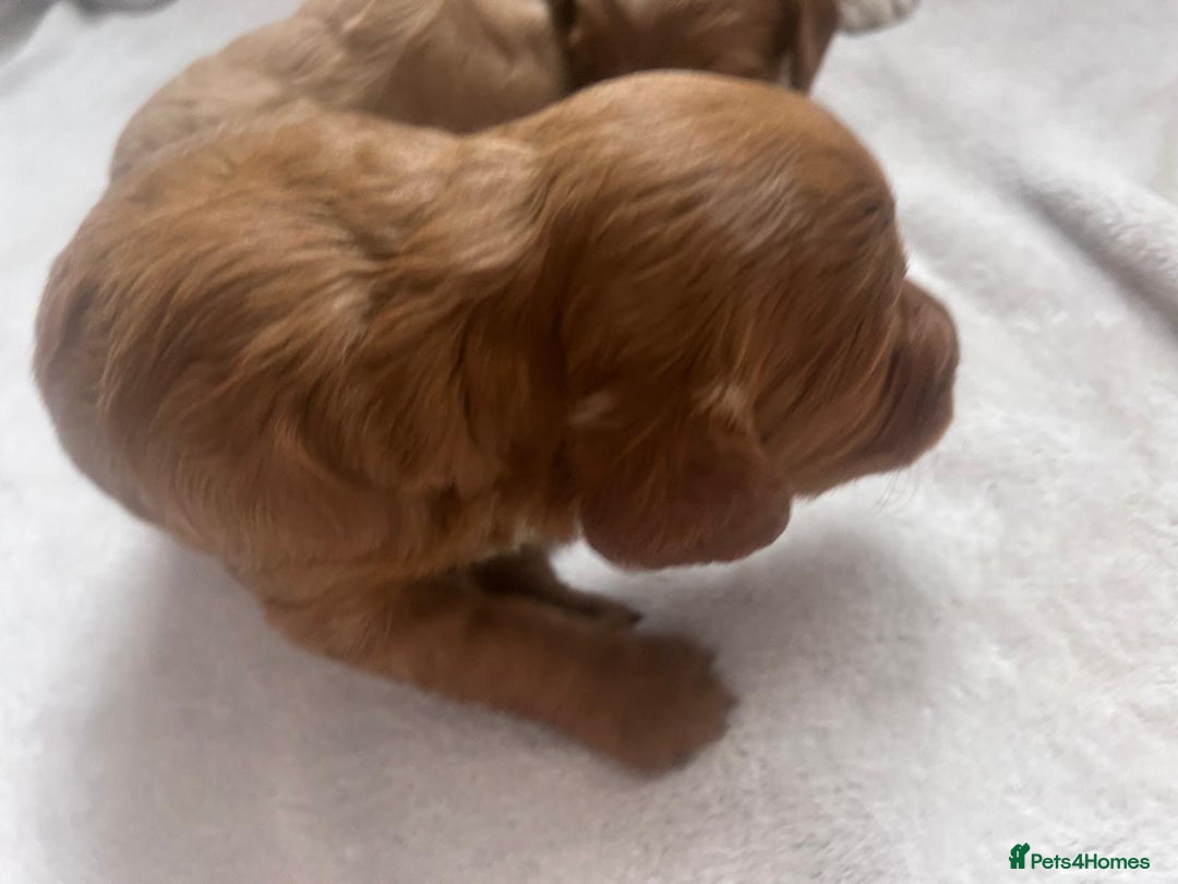Mixed Breed dogs for sale: 5 Beautiful Cockapoo Girls ready  - Image 7