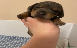 Miniature Dachshund dogs for sale: Miniature dachshund pups  - Image 6