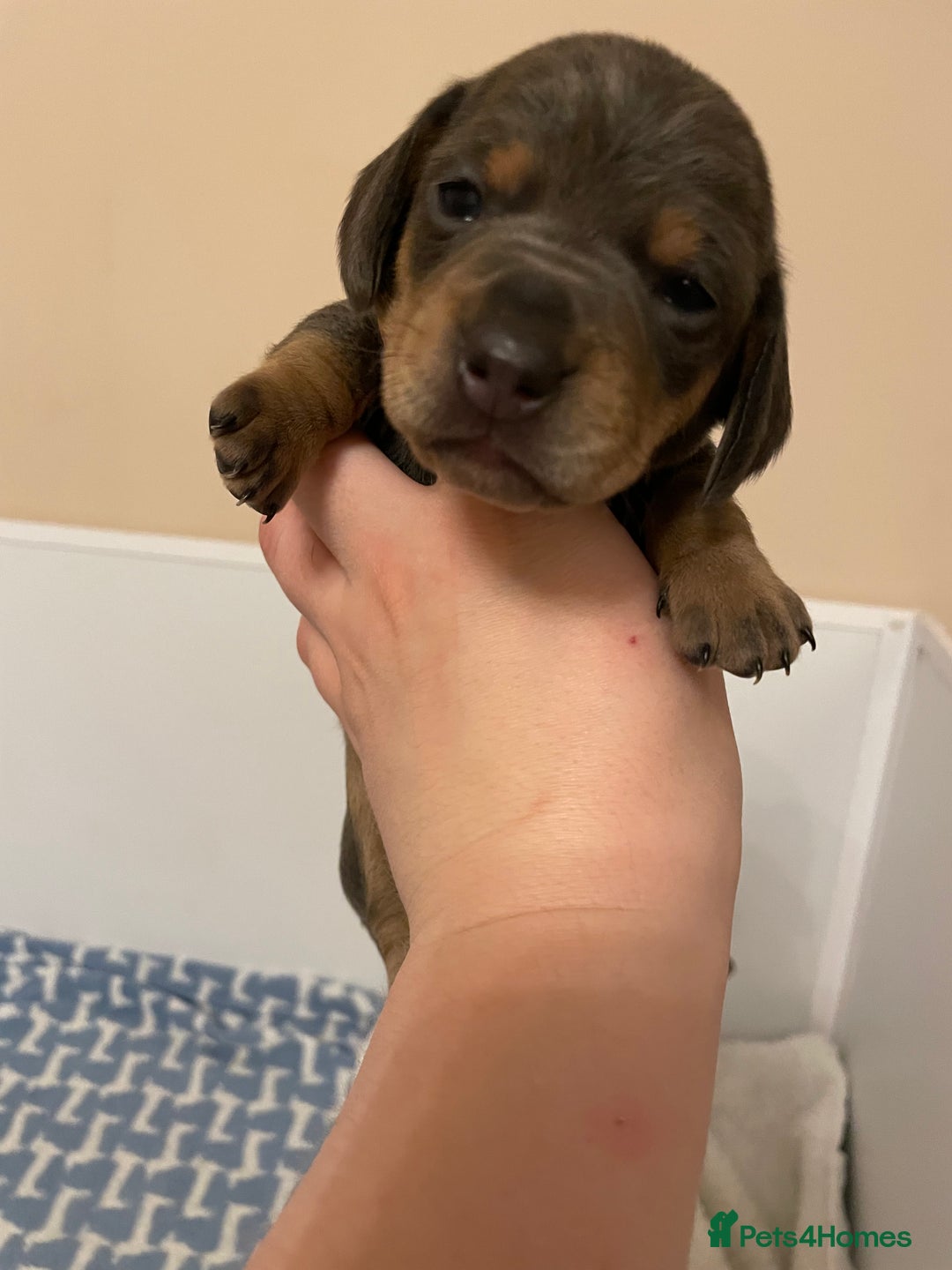 Miniature Dachshund dogs for sale: Miniature dachshund pups  - Image 6