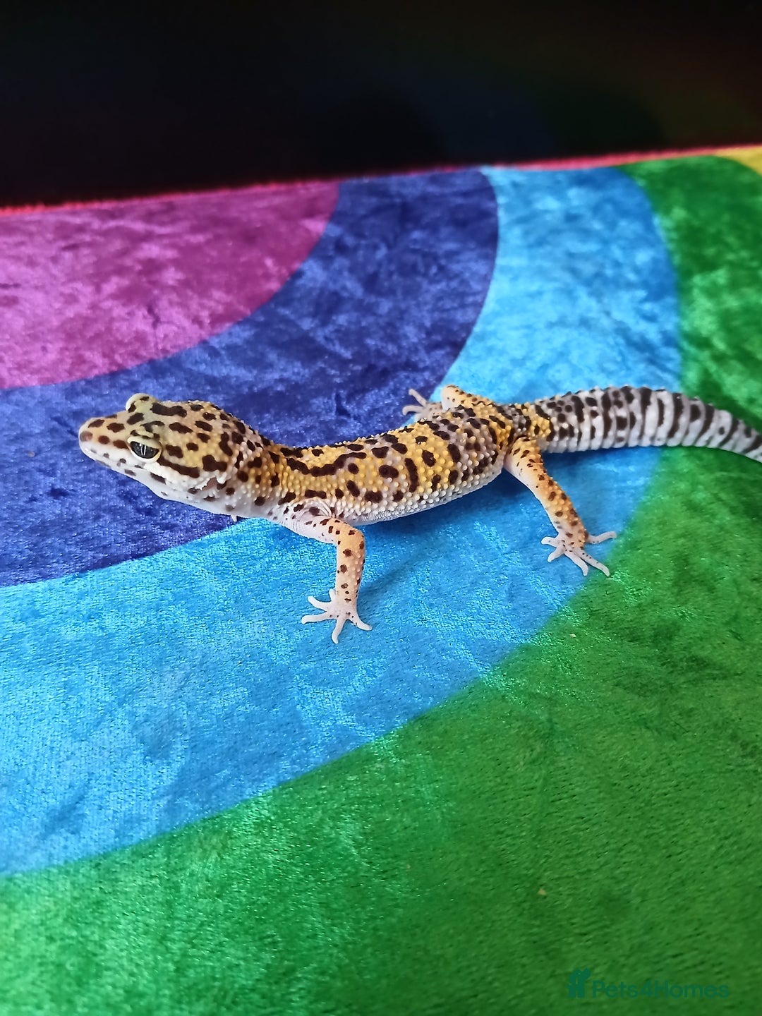 Leopard Gecko reptiles for sale: Baby's leopard geckos  in Rochester - Image 4