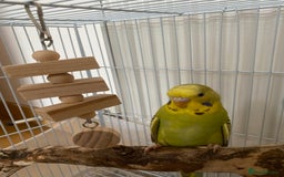 Budgerigars birds for sale: cute young budgie - Image 1