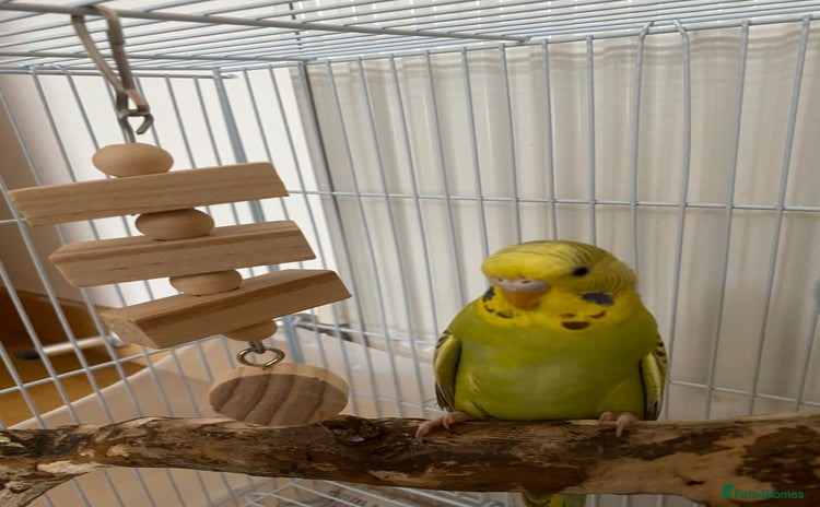 Budgerigars birds - Advert 6