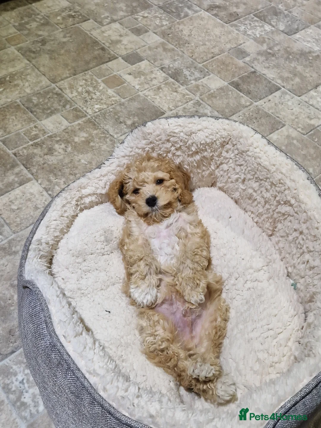 Cockapoo dogs for sale: TOY COCKAPOO PUPPY in Thirsk - Advert 6