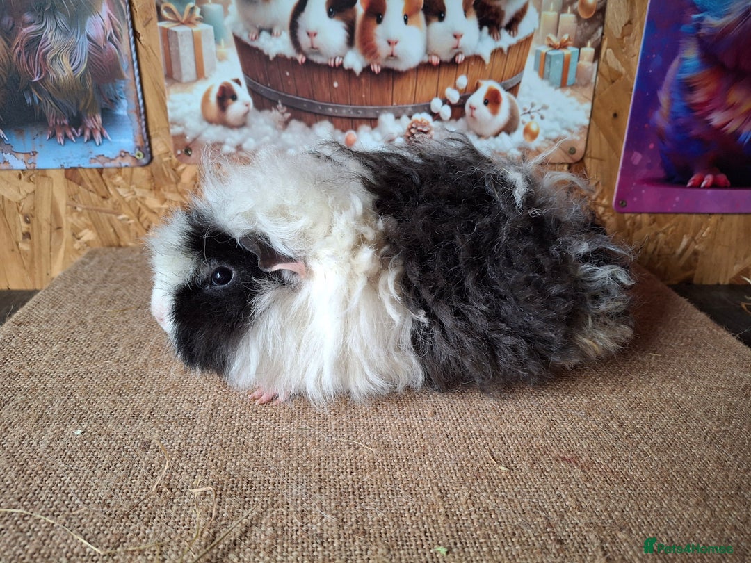 Guinea Pig rodents for sale: Lunkarya - Advert 12