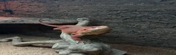 Bearded Dragon reptiles for sale: Red Hypo Leatherback Bearded Dragon - Advert 1