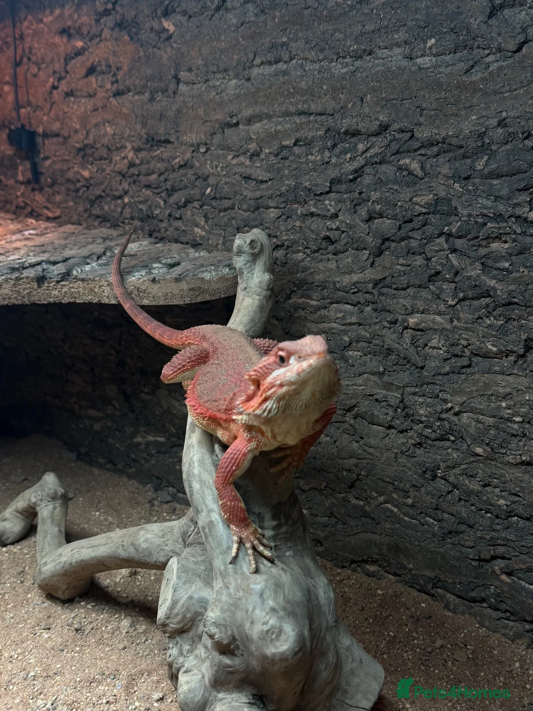 Bearded Dragon reptiles for sale: Red Hypo Leatherback Bearded Dragon - Advert 1
