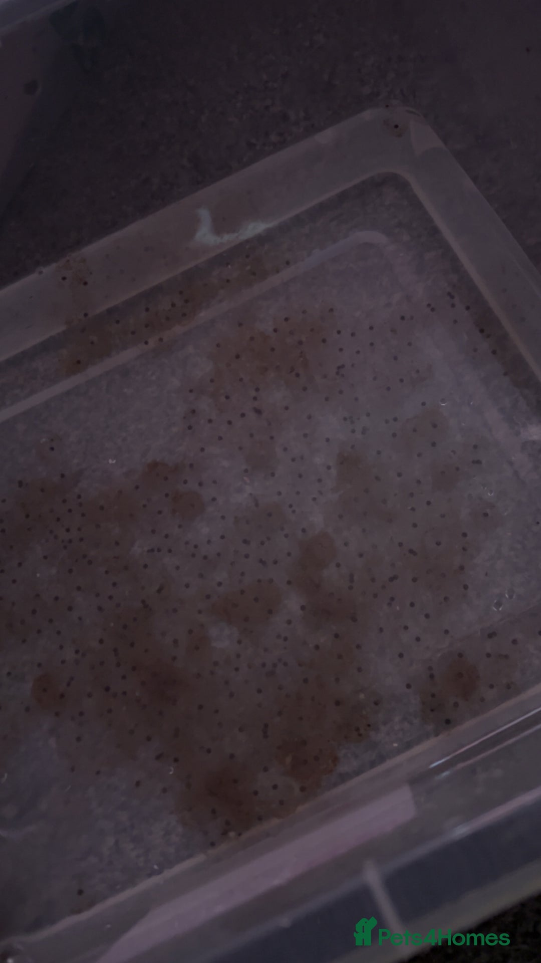 Axolotl reptiles for sale: Axolotl eggs  - Advert 2