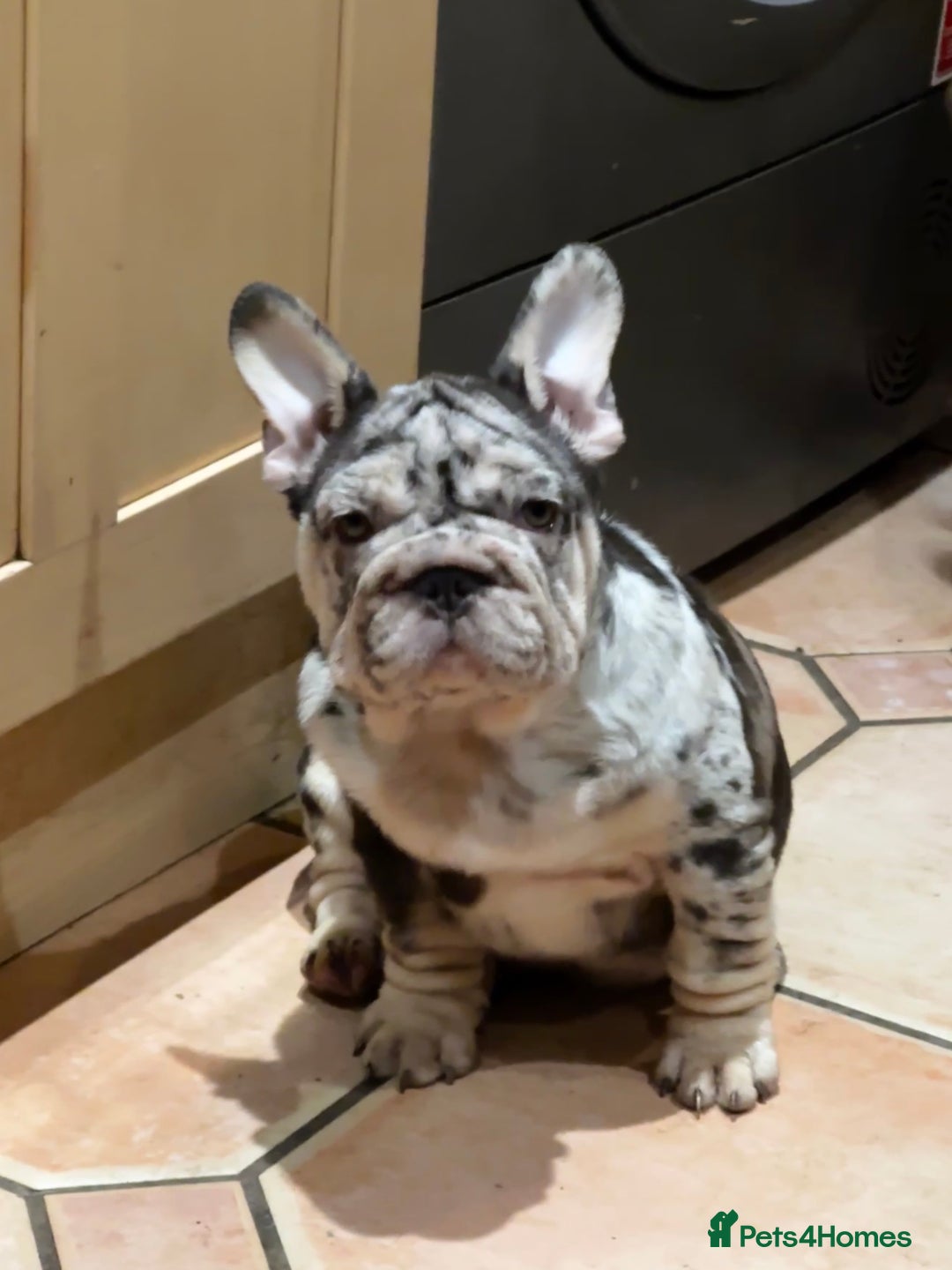 French Bulldog dogs for sale: Ready now-  Well bred, beautiful temperament pups - Advert 7