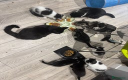 Mixed Breed cats for sale: Long haired girl fluffy Kittens  - Image 15