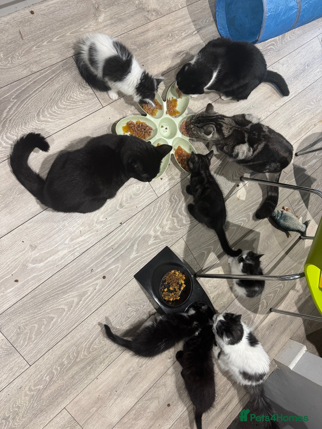 Mixed Breed cats for sale: Long haired girl fluffy Kittens  - Image 15