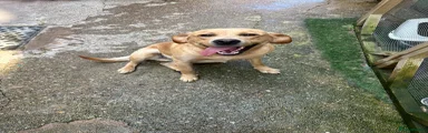 Labrador Retriever 1