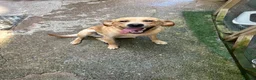 Labrador Retriever dogs for sale: Labrador male and female for sale - Advert 3