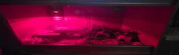 Gecko reptiles for sale: Leopard Gecko in Kidderminster - Advert 7