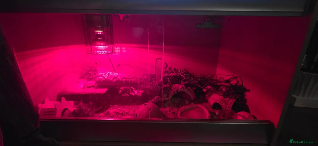 Gecko reptiles for sale: Leopard Gecko in Kidderminster - Advert 7