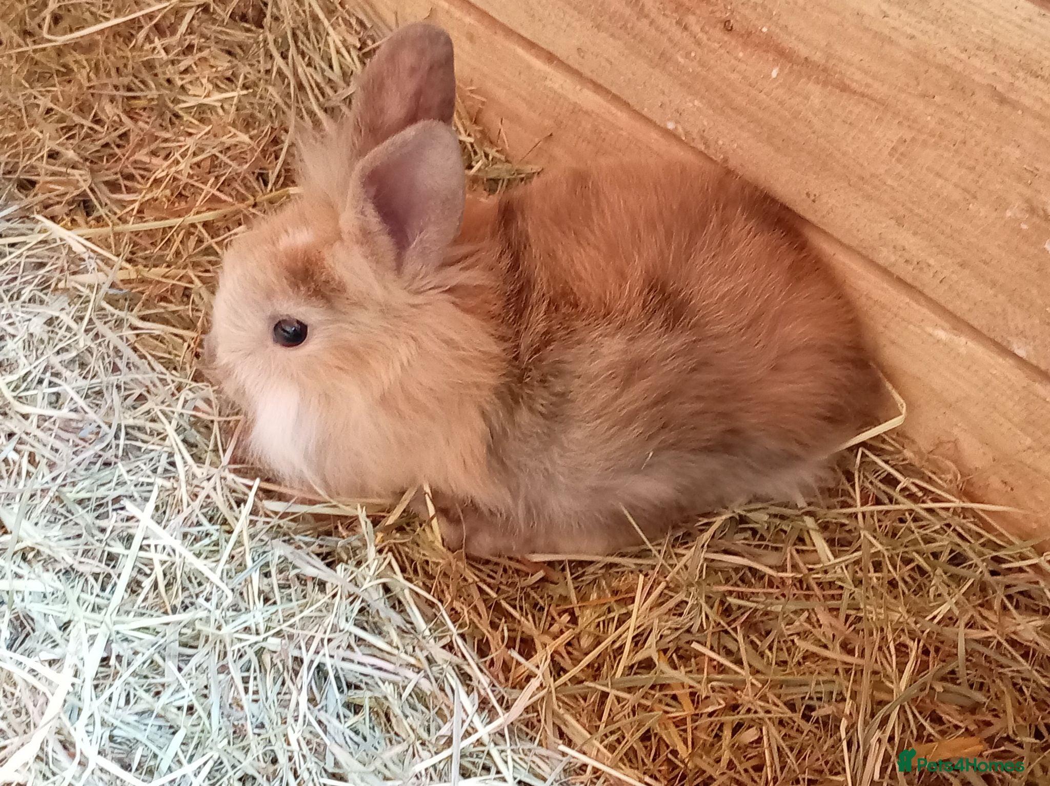 Mini Lion Lop rabbits  baby rabbits available now  - Advert 2