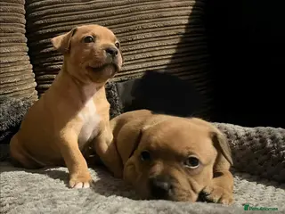 Staffordshire Bull Terrier dogs brindle and red Staffordshire bull terriers - Advert 8