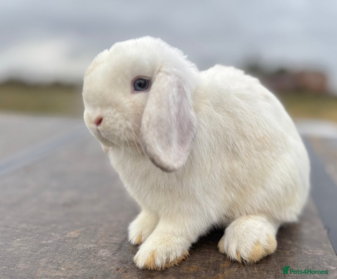 Mini Lop rabbits for sale: Gorgeous fully vaccinated mini lop buck  - Image 4