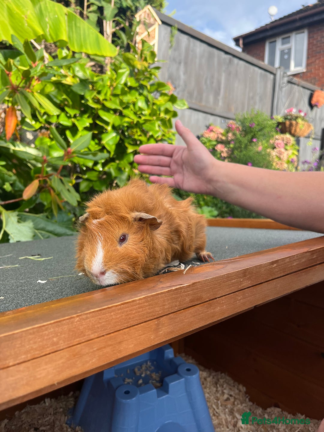 Guinea Pig rodents for sale: 2x males  - Image 2