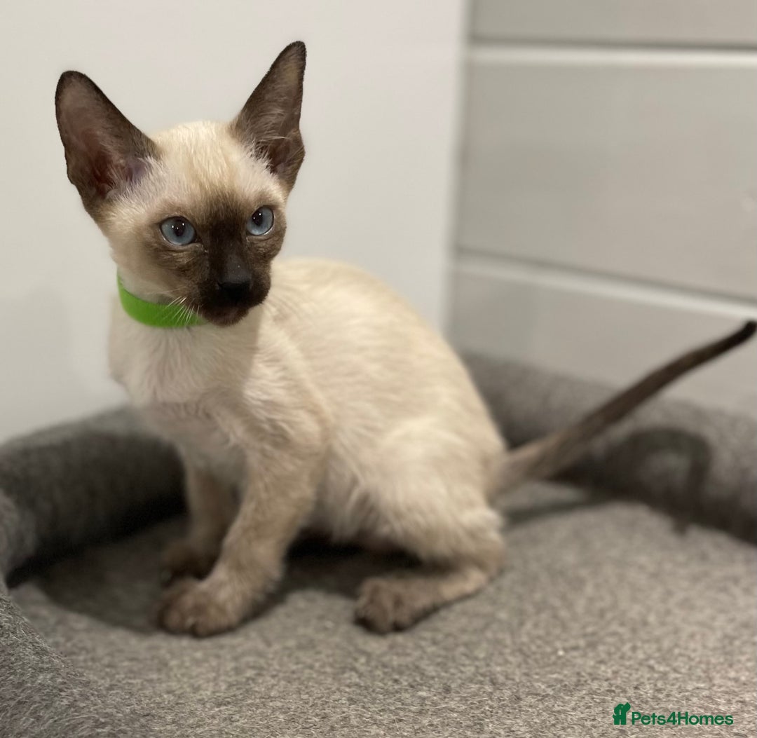 Siamese cats for sale: GCCF Registered Pure Traditional Siamese.  - Image 9