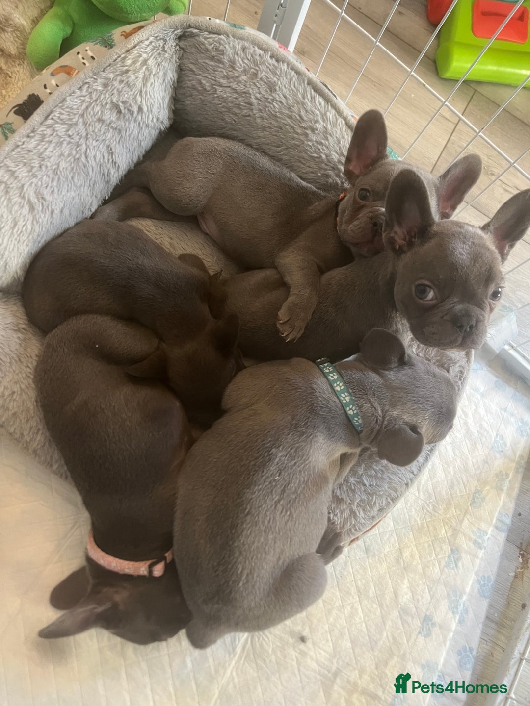 French Bulldog dogs for sale: French bulldog puppies - Advert 2