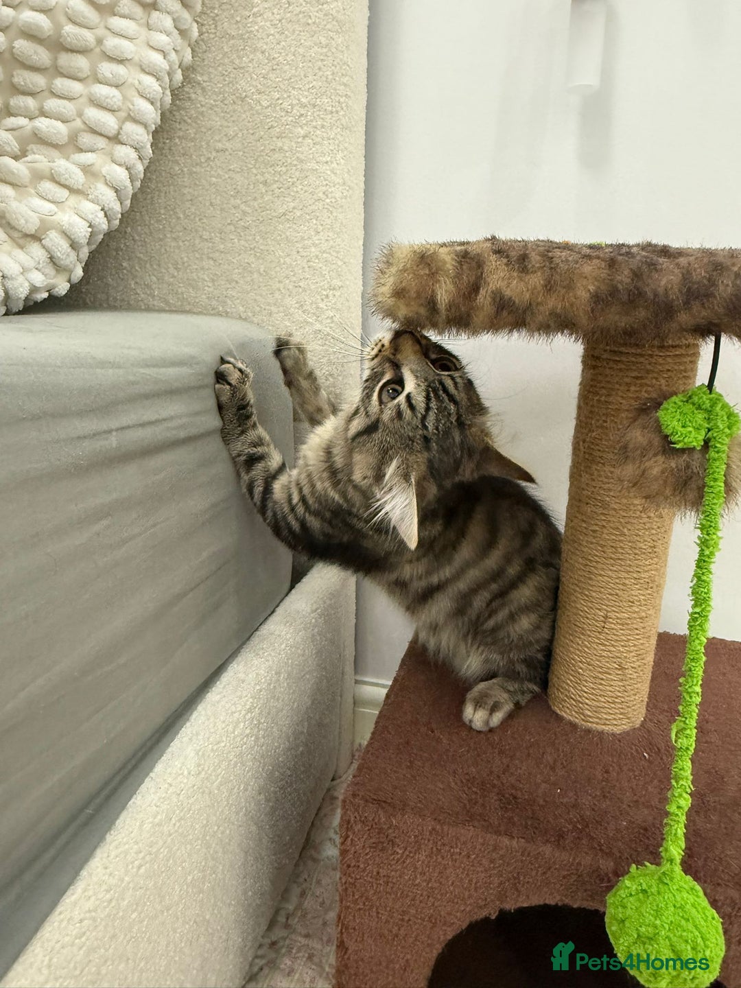 Mixed Breed cats for sale: Kitten for sale - Image 7