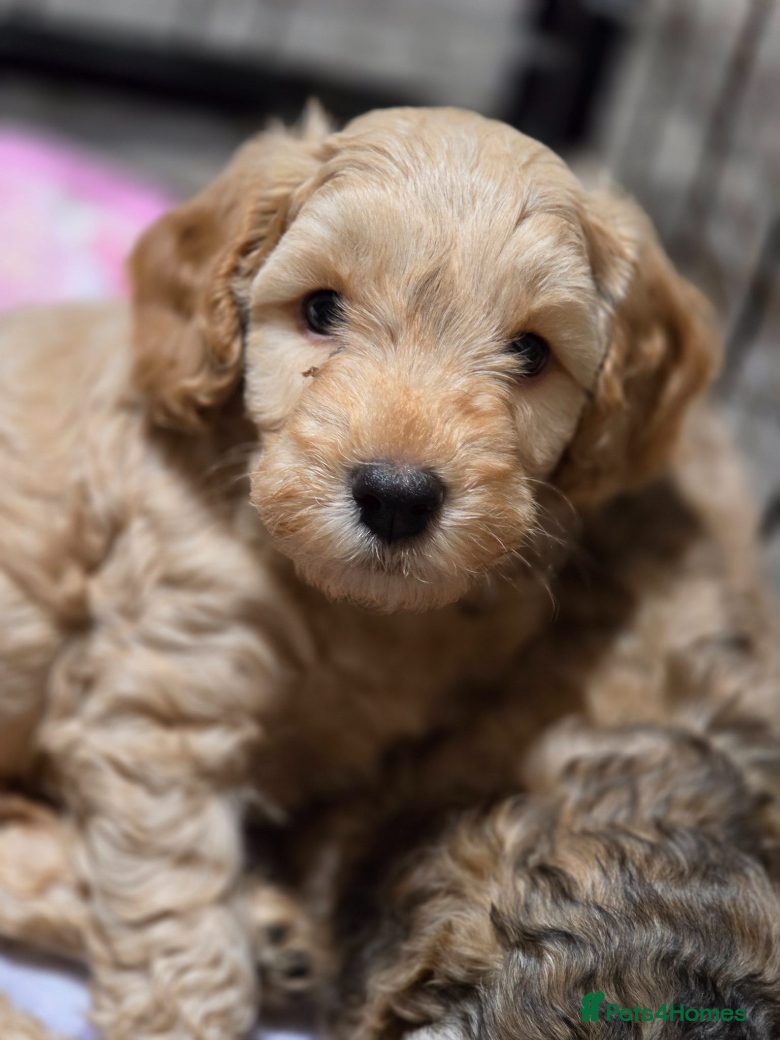 Cockapoo dogs **READY NOW** 🐶 Cockapoo puppies  - Advert 5